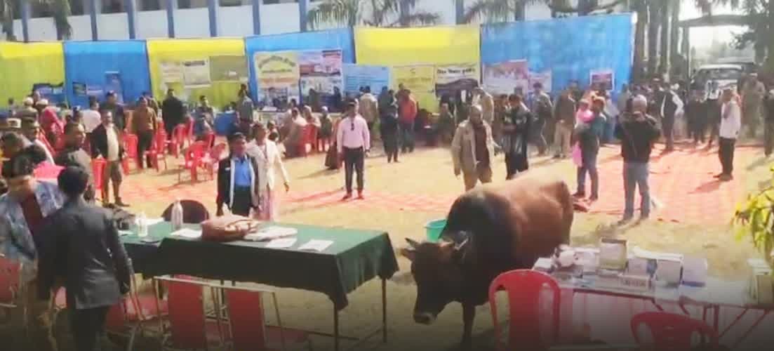 रुद्रपुर: ‘जन-जन की सरकार’ शिविर में सांड ने दिखाई हकीकत; हंगामे के बीच पंडाल में घुसा आवारा पशु, मची अफरा-तफरी.