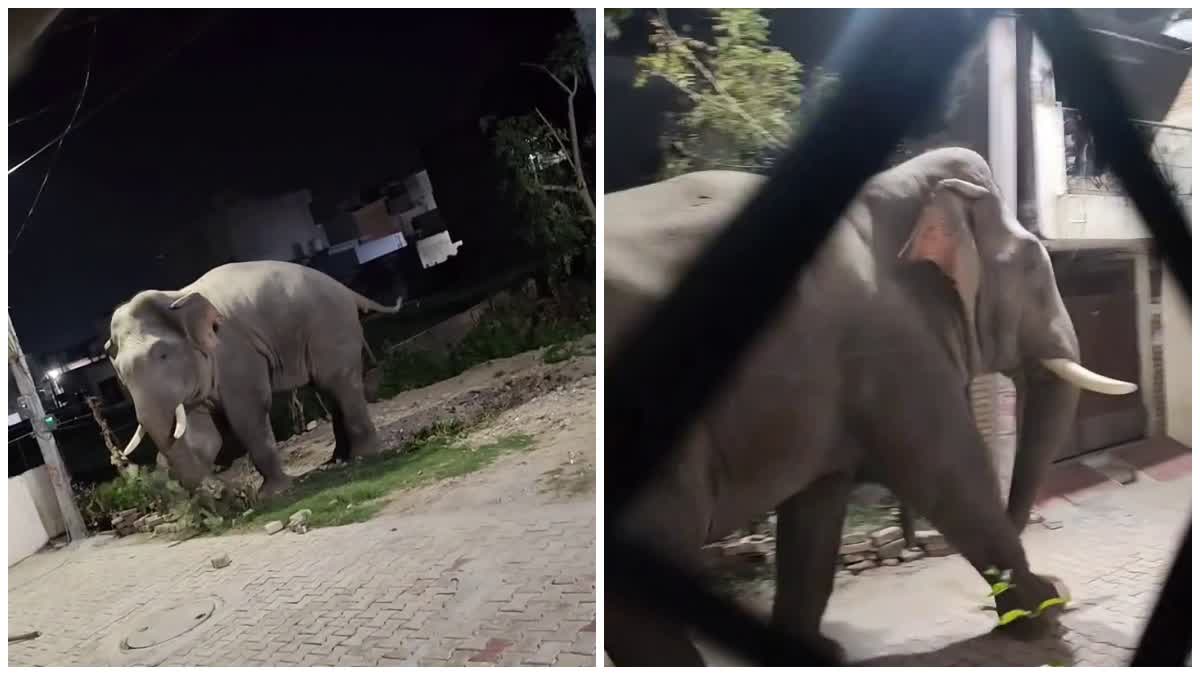 हरिद्वार: रिहायशी इलाके में घुसा जंगली हाथी, घर के बाहर खड़ी स्कूटी को पटक-पटक कर तोड़ा; दहशत का माहौल.