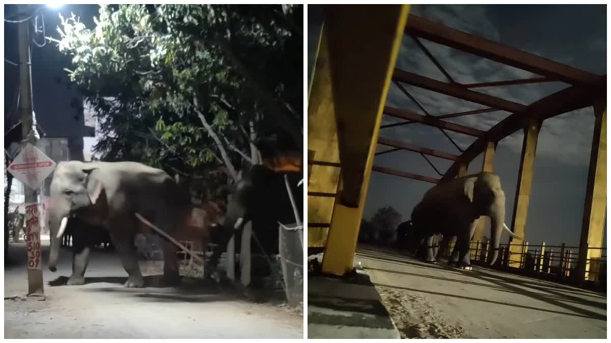 हरिद्वार के कनखल इलाके में घुसा हाथियों का झुंड, लोगों में मची अफरा तफरी।