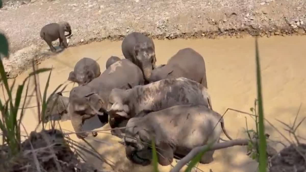वाटर होल में मस्ती करता हाथियों का झुंड, राजाजी टाइगर रिजर्व का नजारा हुआ वायरल