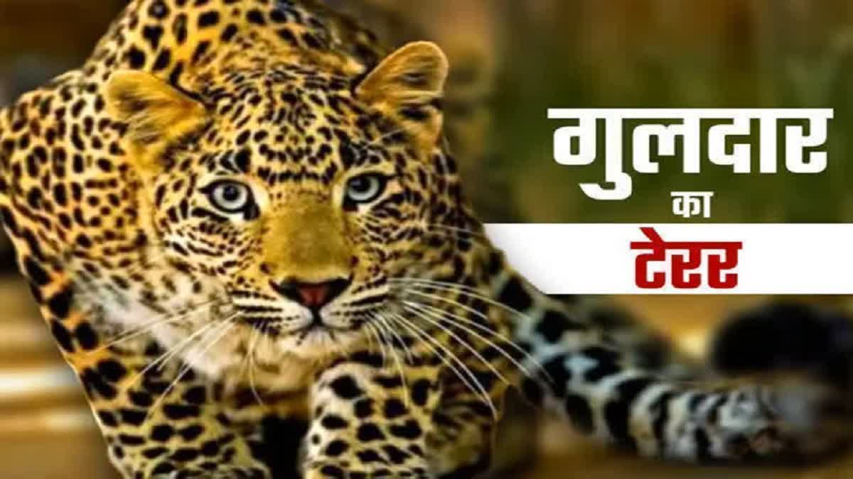 पिता पर गुलदार ने किया हमला, बेटी ने दिखाया अदम्य साहस और बचा ली जान