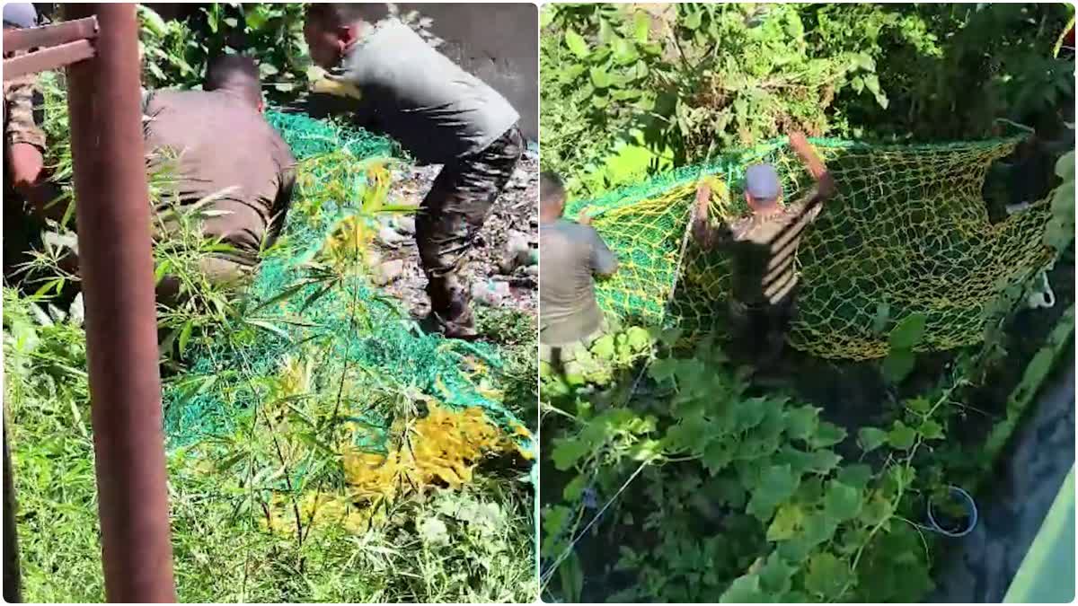 रिहायशी इलाके में दो शावकों के साथ पहुंची मादा गुलदार, वन विभाग ने सुरक्षित किया रेस्क्यू