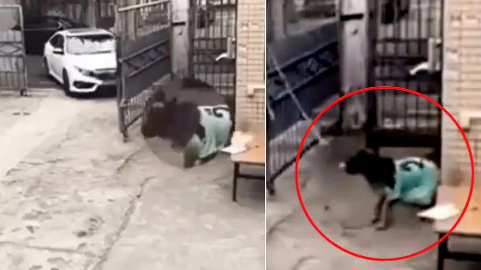 गार्ड की नौकरी करता है ये कुत्ता! मालिक के आने पर खोलता है गेट; कॉपी में करवाता है एंट्री
