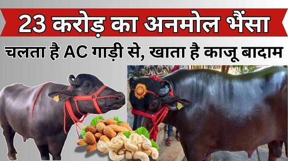 23 करोड़ का भैंसा, 20 करोड़ का विधायक