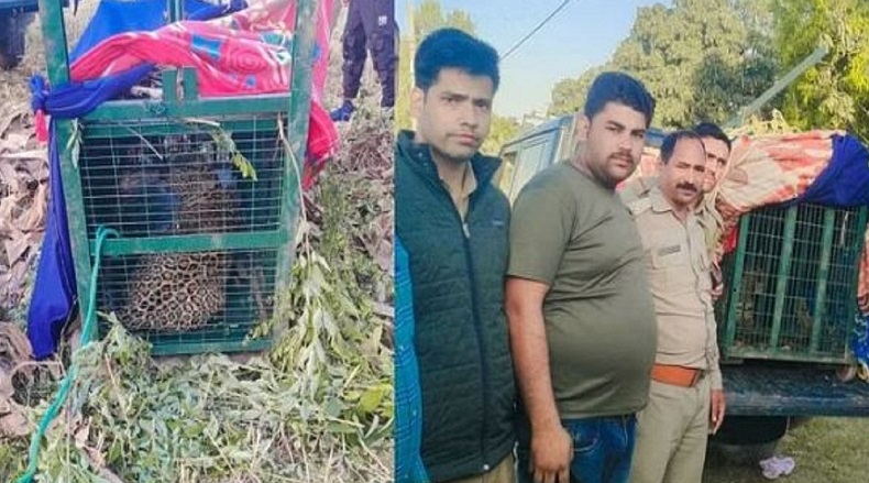 आखिरकार पिंजरे में कैद हुआ आतंक का पर्याय बना यह गुलदार: विकासनगर