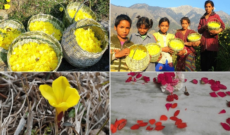 बाल पर्व फूलदेई महोत्सव का आज से आगाज....