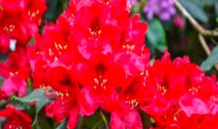 असमय खिला बुरांश,,,यहाँ जलवायु परिवर्तन के असर,,,,वसंत के आगमन से पहले ही अंत की चेतावनी....
