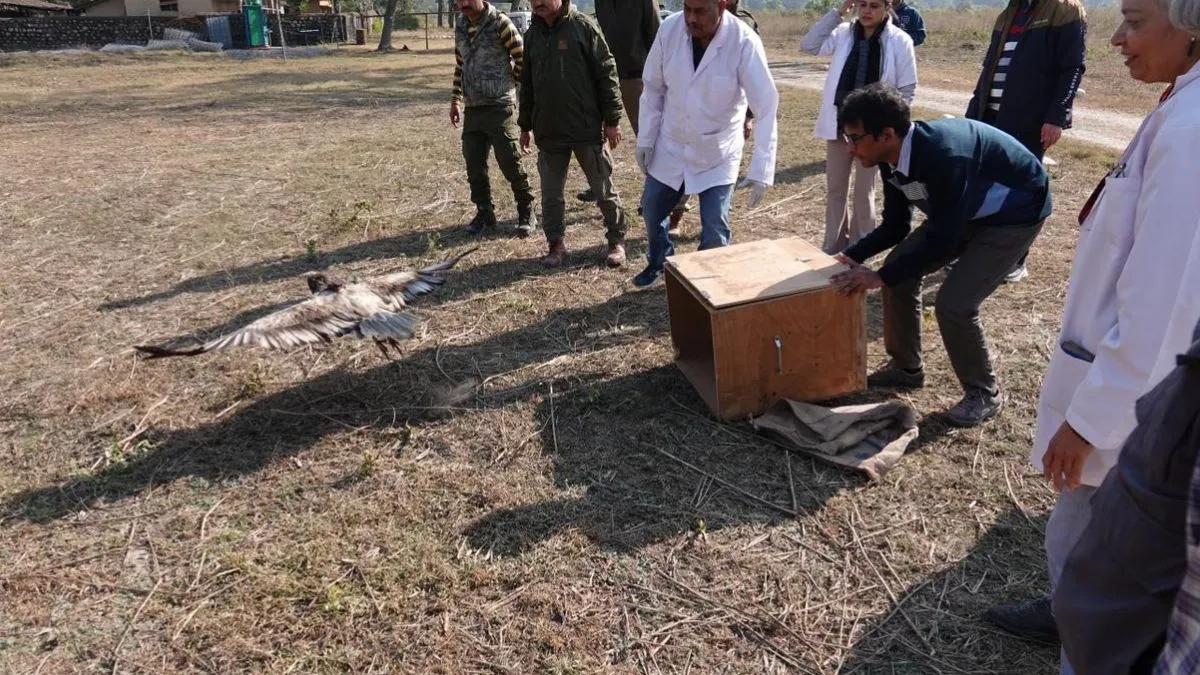 Dehradun: राजाजी में इजिप्शियन गिद्ध पर लगाया GPS टैग, स्वच्छंद विचरण के लिए छोड़ा
