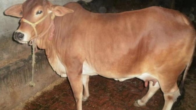 हिमाचल की गायों की नस्‍ल  उत्तराखंड से मंगवाईं सीमन से