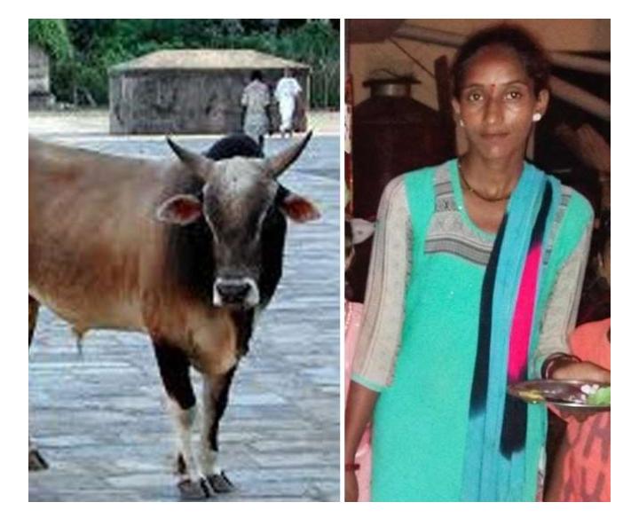 आवारा सांड ने महिला को मार डाला