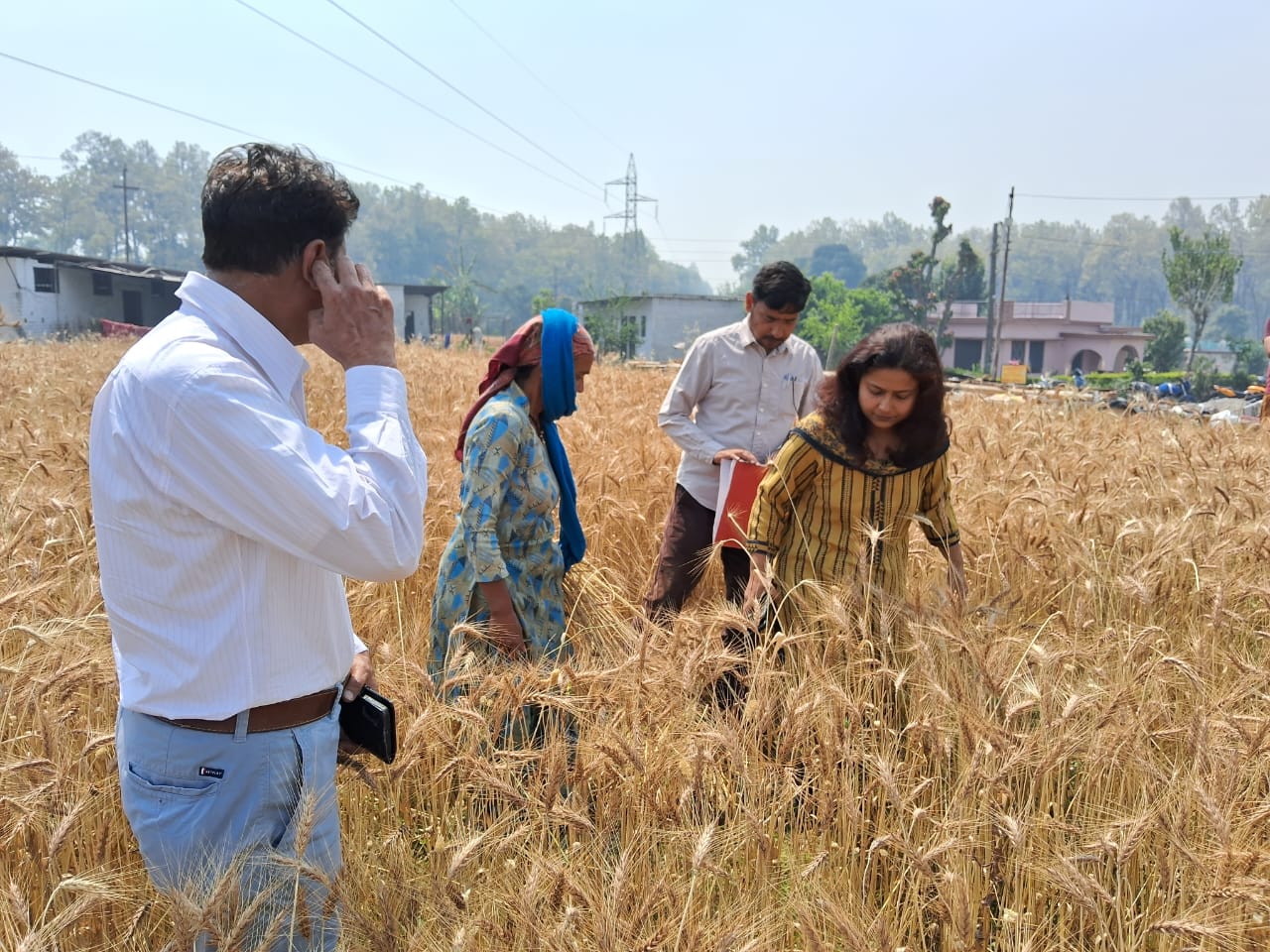 सीडीओ ने किया गेहूं की फसल कटाई का निरीक्षण