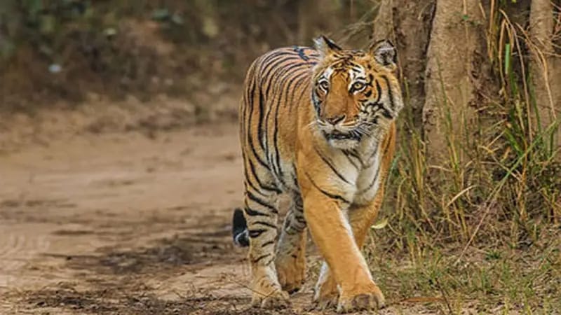 जंगल में लकड़ी लेने गई महिला पर बाघ के हमले से मौत