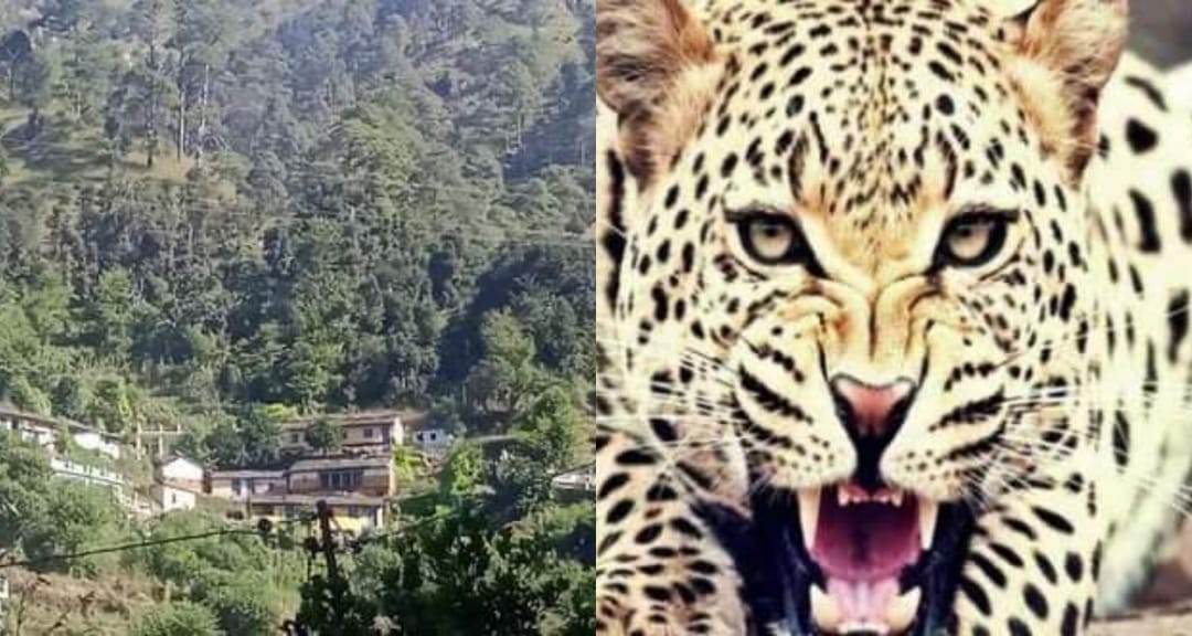 उत्तराखंड : गुलदार ने 11 साल के बच्चे पर किया हमला, बच्चे की मौत, परिजनों में कोहराम