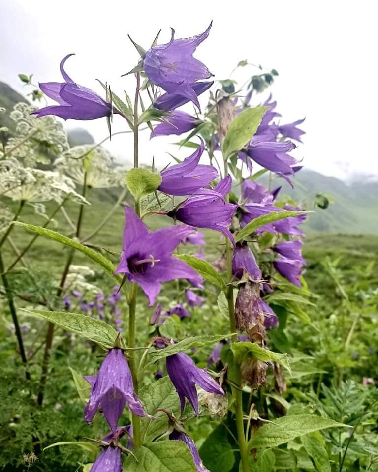 एक जून से पर्यटकों के लिए खुलेगी फूलों की घाटी