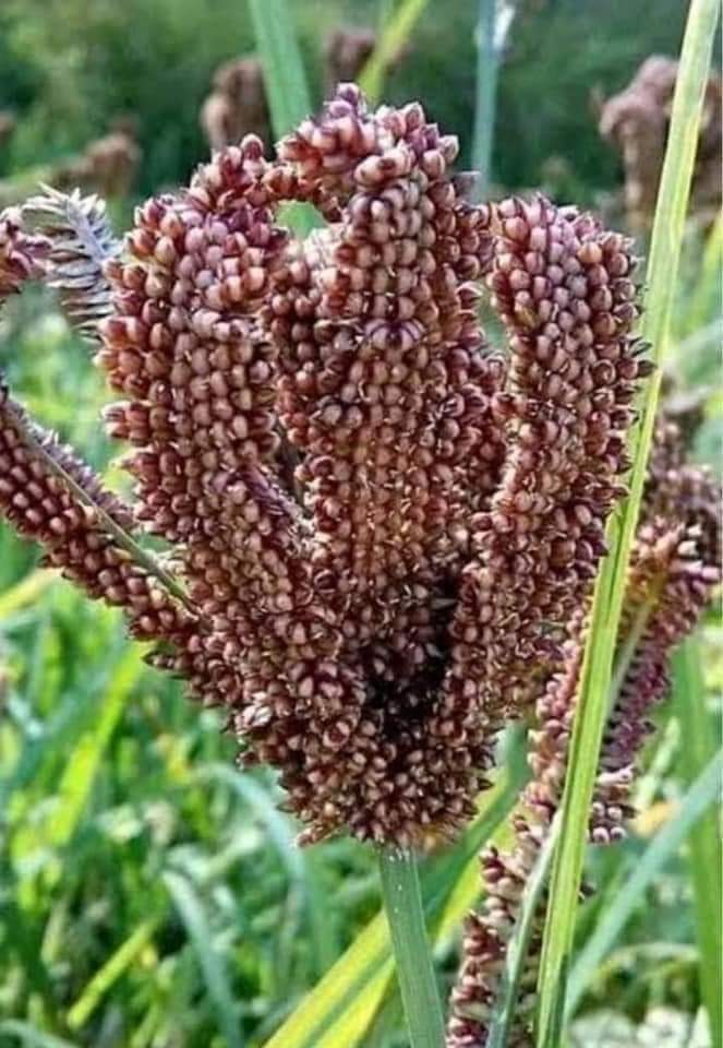 बिग न्यूज़ : मिलेट्स मिशन से पर्वतीय जनपदों के किसानों की आय में इजाफा..