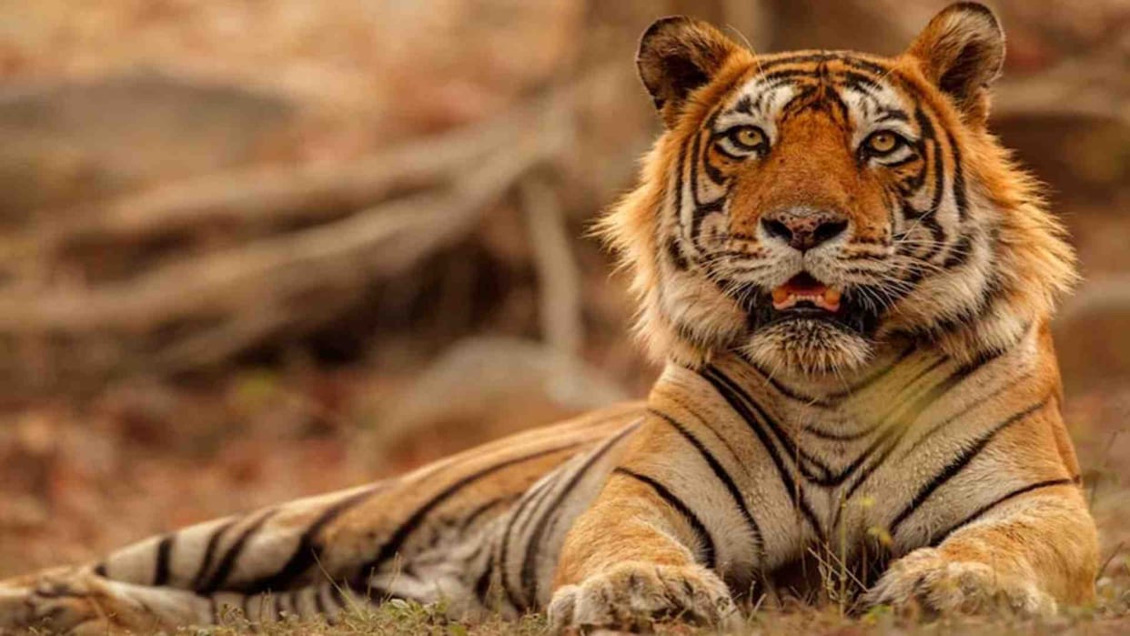 Uttarakhand: राजाजी टाइगर रिजर्व में बढ़ेगा बाघों का कुनबा, कॉर्बेट से लाए जाएंगे पांच और बाघ