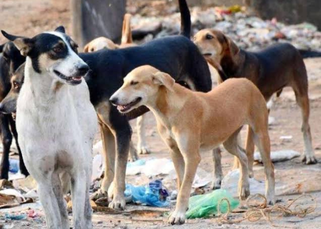 सनसनी: कुत्ते नोच रहे थे शव