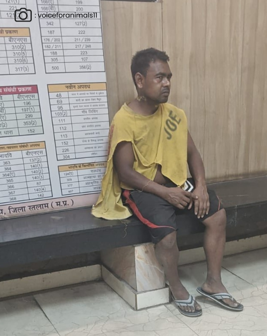 दिल्ली में दरिंदगी की हद पार: हैवान ने मादा कुत्तों के साथ किया दुष्कर्म, भीड़ ने की पिटाई, आरोपी को किया गिरफ्तार।