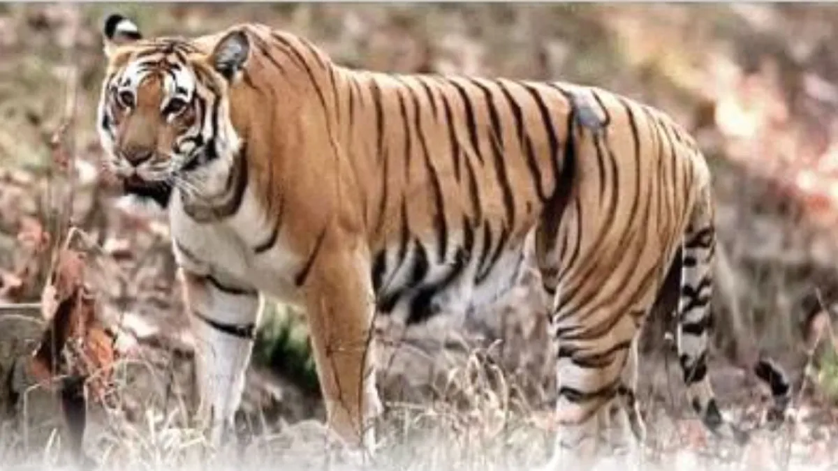 टांडा जंगल से निकलकर नैनीताल हाईवे पर पहुंचा बाघ, वाहन चालकों में दहशत