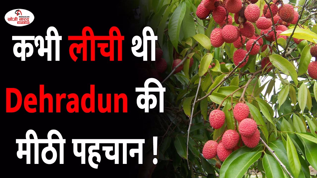 कभी लीची थी देहरादून की मीठी पहचान !