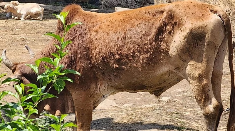 उत्तराखंड के ग्रामीण क्षेत्रों में तेजी से फैल रहा लंपी वायरस का प्रकोप विभाग बना मूकदर्शक:
