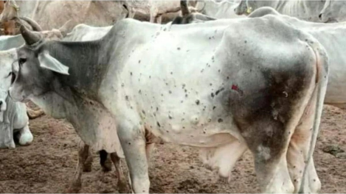 लंपी वायरस : घर बैठे आसानी से बना सकते हैं लंपी वायरस से गायों को बचाने के लिए आयुर्वेदिक लड्डू.