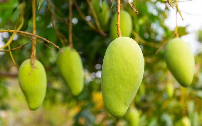फलों का राजा कच्चा हो या पका,,,हर तरह से करता है फायदा,,जाने एक क्लिक में..