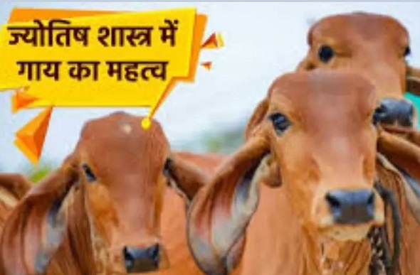 गाय की पूंछ के बाल से मिलता है सौभाग्य