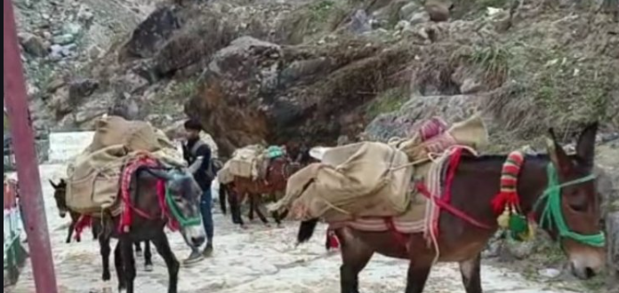केदारनाथ धाम: यात्रा के दौरान बीमार घोड़ा-खच्चरों को किया जाएगा क्वारंटीन, कोटमा और फाटा में बनाए गए सेंटर