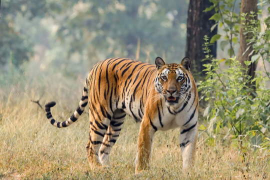 International Tiger Day: उत्तराखंड में बाघों का दायरा बढ़ा, नए क्षेत्रों में मिले साक्ष्य