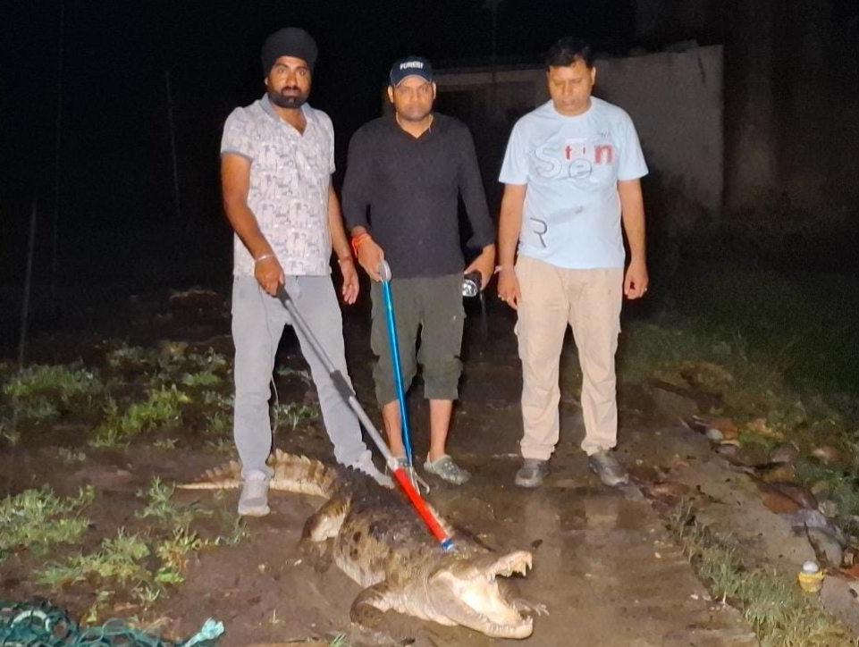 लक्सर: आधी रात घर में घुसे मगरमच्छ से लक्सर में मचा हड़कंप, वन विभाग की तत्परता से टली बड़ी दुर्घटना