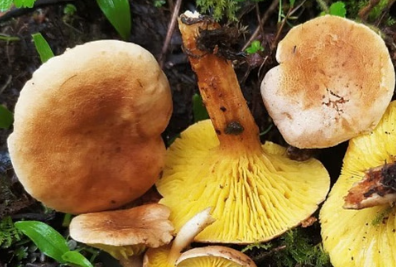 पिथौरागढ़: जंगली मशरूम खाने से मजदूर परिवार की हालत गंभीर, अस्पताल में भर्ती