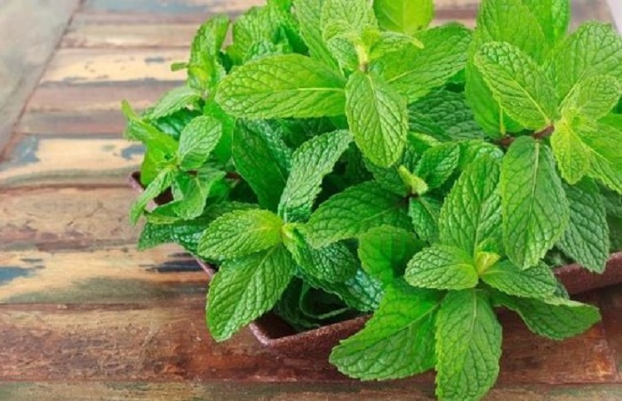 गर्मियों में पुदीने की पत्तियों का रस पीने से मिलते हैं,, बेमिसाल फायदे..