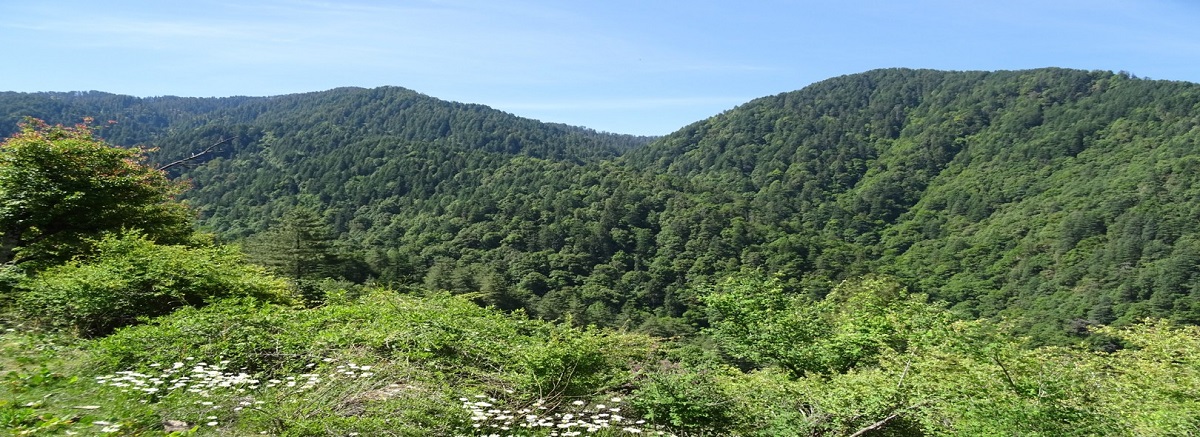 उत्तराखंड में वन क्षेत्र की संरक्षण प्राथमिकता राज्य सरकार की वाणिज्यिक परिवहन आवश्यकताए, टाइगर रिजर्व रोड कमर्शियल ट्रैफिक के लिए नहीं: सुप्रीम कोर्ट