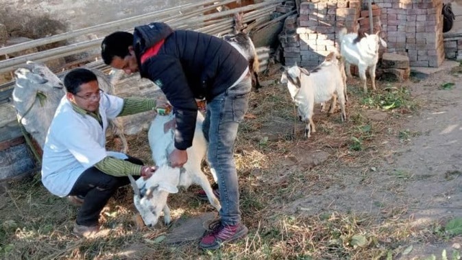  धौलछीना ब्लॉक के लिंगुड़ता गांव में अज्ञात बीमारी फैलने से 24 बकरियों की मौत तो कई बीमार
