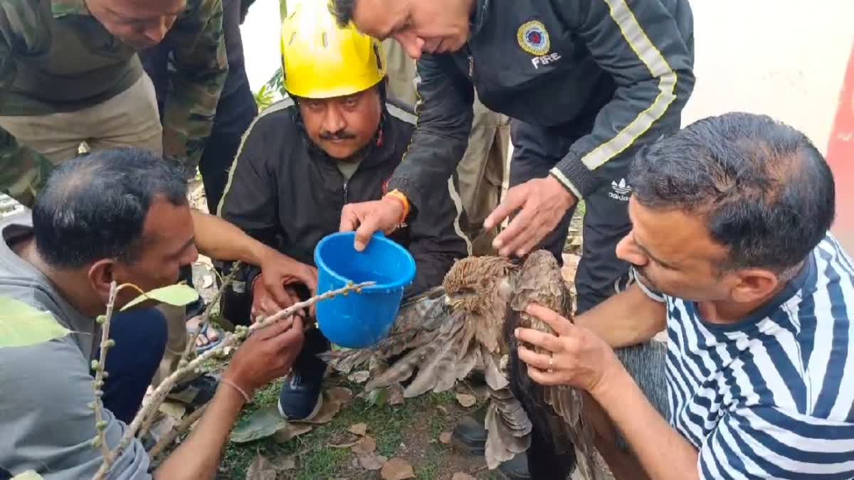 चाइनीज मांझे में फंसा बाज, 7 घंटे बाद फायर फाइटर्स ने किया रेस्क्यू