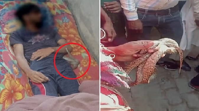 मेरठ ‘सांप कांड’ में चौंकाने वाला खुलासा – गला दबाकर की गई थी हत्या, पत्नी और उसका प्रेमी हिरासत में