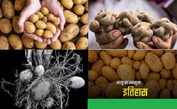 आलू की दिलचस्प कहानी !