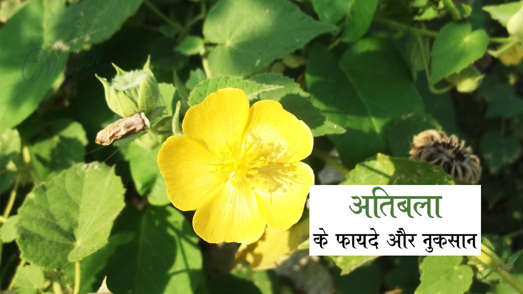 अतिबला : फायदे और नुकसान , जिसे अश्वगंधा के नाम से भी जाना जाता है