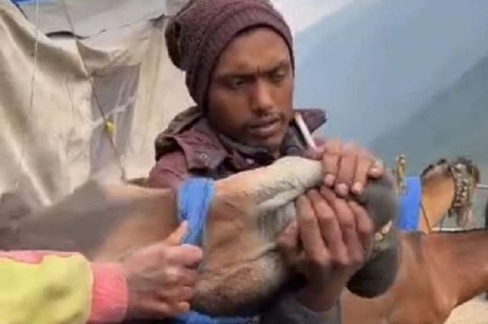 आखिर क्यू बेजुबानों के साथ किया जा रहा है: ऐसा