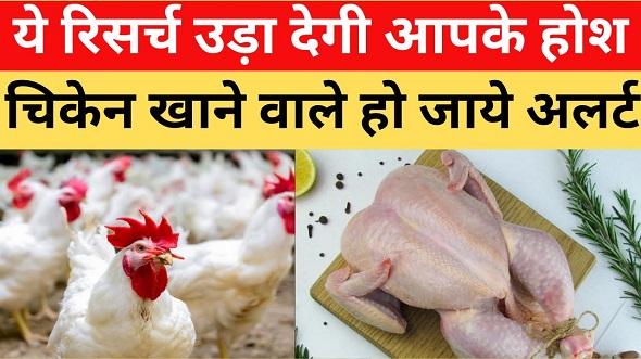 चिकन चबाओ कैंसर पाओ  ! पढ़िए रिसर्च