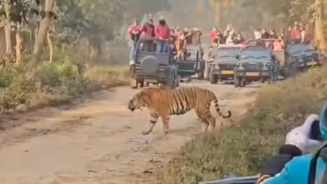 राजाजी टाइगर रिजर्व में जिप्सी पंजीकरण पर सवाल,