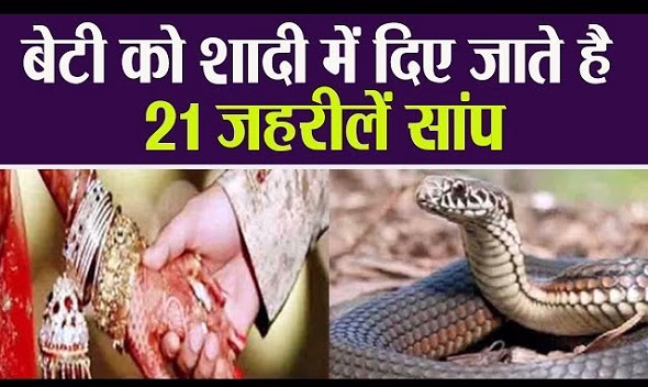 दहेज में जहरीले सांप, जानें कहाँ !
