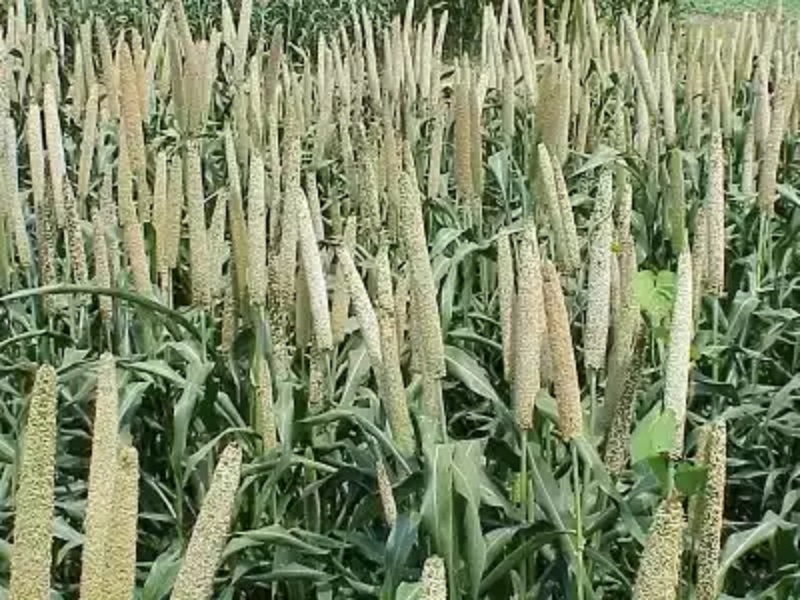 उत्तराखंड सरकार किसानों को बाजरे की खेती के लिए कर रही है प्रोत्साहित: सीएम धामी