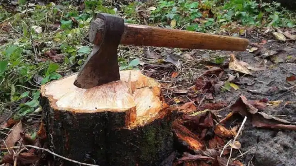 भारत से नेपाल के लिए प्रस्तावित फोरलेन हाईवे के लिए एलाइनमेंट के तहत हरे पेड़ों का  किया जा रहा कटान: