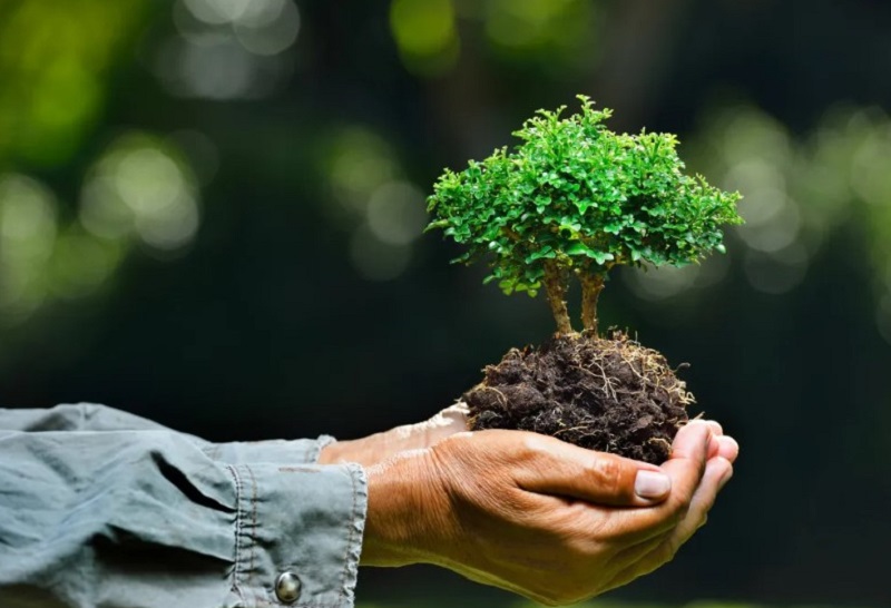 अब आप सिर्फ सेल्फी के लिए नहीं, अब हरित श्रेय के लिए लगाएं पेड़: