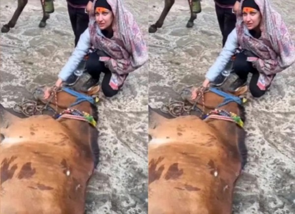 उत्तराखंड केदारनाथ में घोड़े की बुरी हालत देख पसीजा एक्ट्रेस का दिल तो लगी रोने, फिर ऐसे दी लाचार जानवर को दी नई जिंदगी: