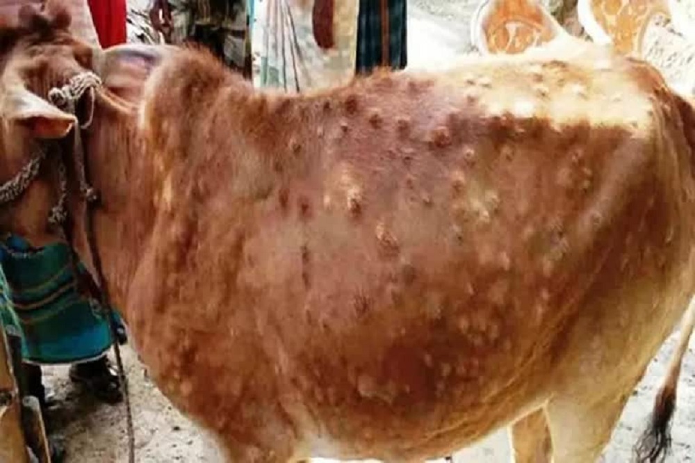 उत्तराखंड: लंपी बीमारी को रोकने को लेकर सरकार, शासन के निर्देश पर पशु चिकित्सा विभाग की ओर से तमाम एहतियाती कदम उठाए दो दर्जन से अधिक दुधारू हो चुके संक्रमित.