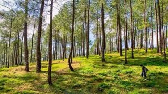 जंगल में दीवार बनाएगा उत्तराखंड वन विभाग