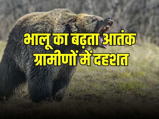 जोशीमठ में घूम रहे कई भालुओं के झुंड, घरों से बाहर नहीं निकल रहे लोग